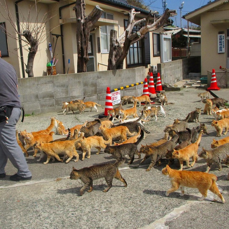japan cats