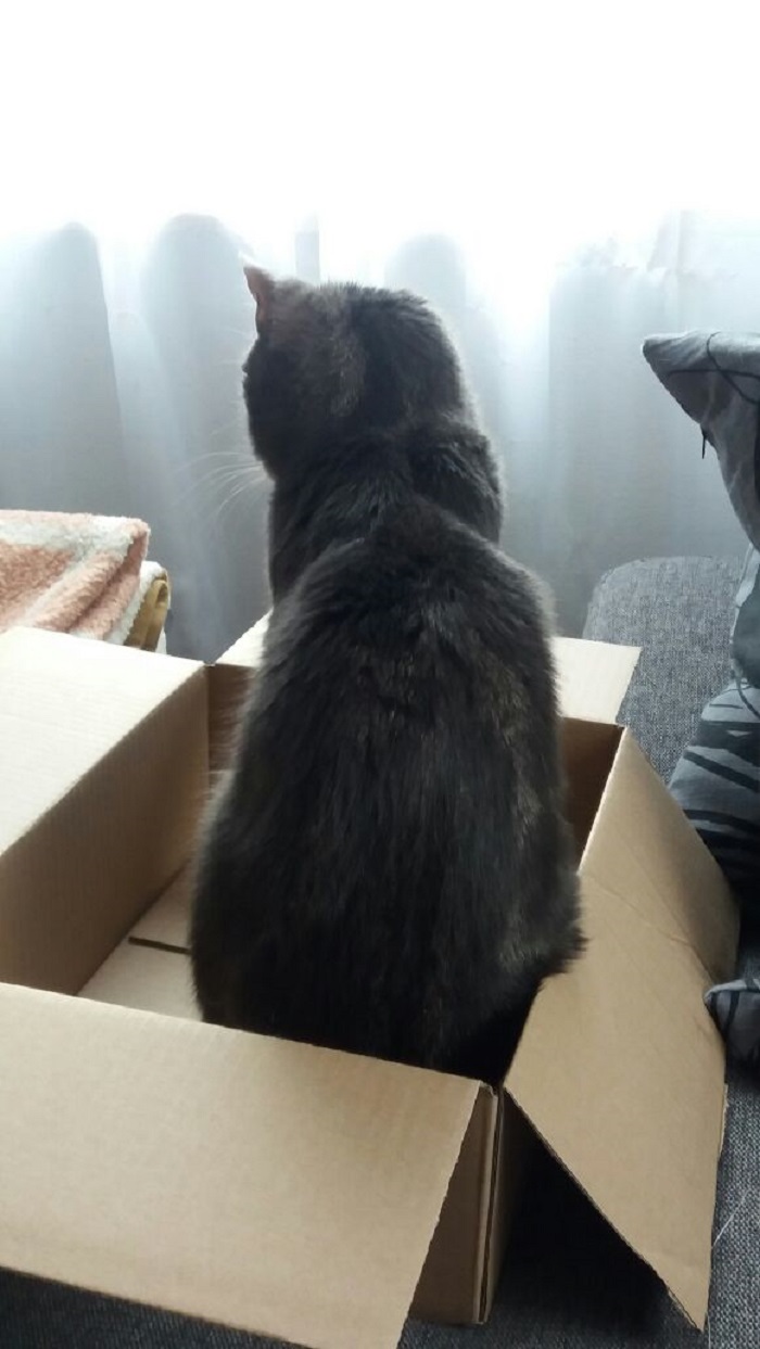 cat in the box 