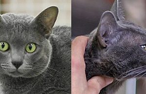 Zauberhafte Korat – diese Rasse begeistert korat rassekatze