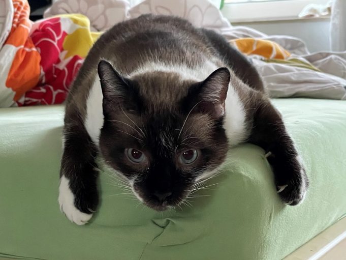 Happy End für verschollenen Kater Katzengeschichte-katze-Sofa