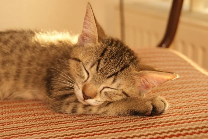 Kleine Pfoten – ein Katzengedicht katzengedicht