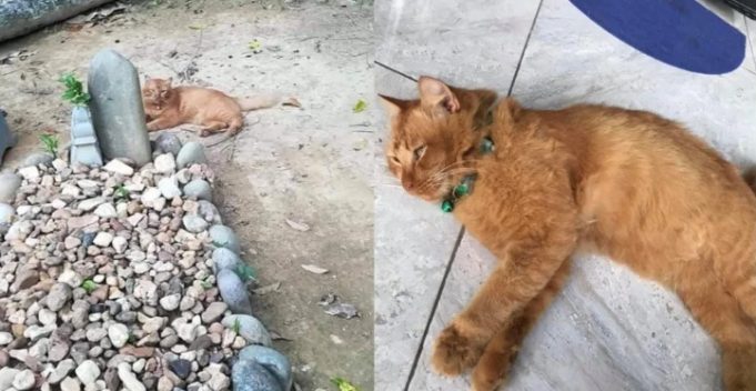 Traurig aber rührend, eine Katze besucht täglich das Grab ihres toten Besitzers Hachiko-Katze