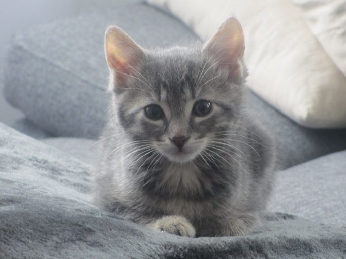 Warum haben Katzen Schnurrhaare? Lilly Katze