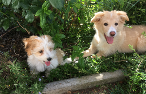 Runder Tisch der Bundeslandwirtschaftsministerin zum Online-Handel mit Tieren: Folgen auf große Worte nun endlich Taten? zwei-Hunde-im-Gras