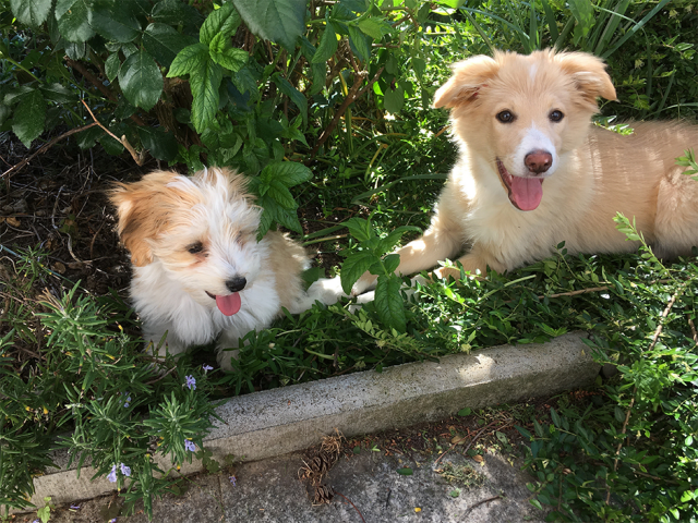 zwei-Hunde-im-Gras