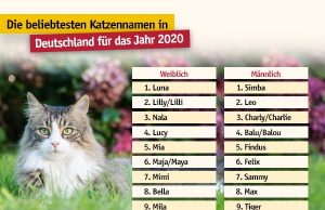 Die beliebtesten Tiernamen Liegen Sie mit dem Namen Ihres Hundes und Ihrer Katze im Trend? beliebte-Katzennamen