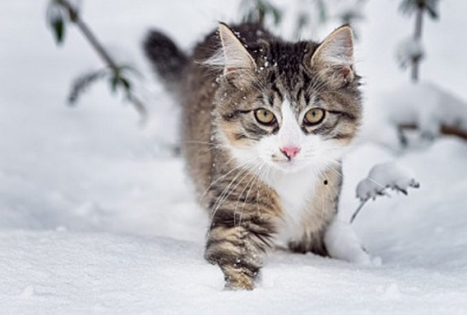 Katzen und Schnee – eine komplizierte Beziehung katze-schnee-tief