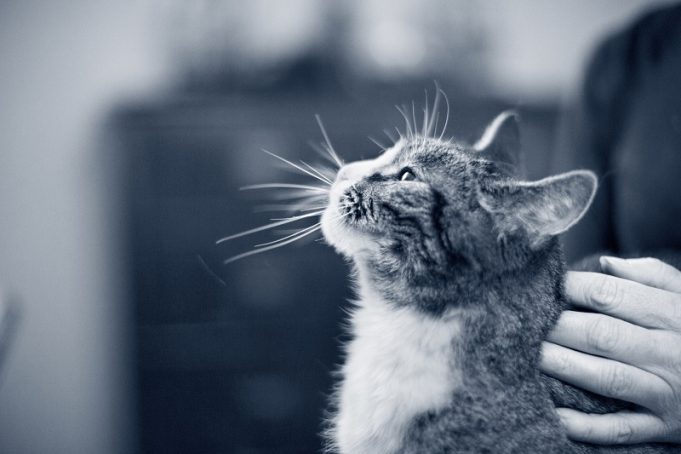 Mein alter Freund – wenn Haustiere zum Senior werden Katzensenioren-Hand-Streicheln