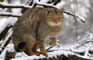 Wildkatzen und ihre Lebensräume schützen! Europaeische Wildkatze