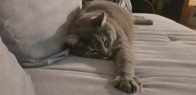 Mehrheit der Katzenhalter ist überzeugt: Meine Katze hat Normalgewicht graue-katze-langestreckt-sofa