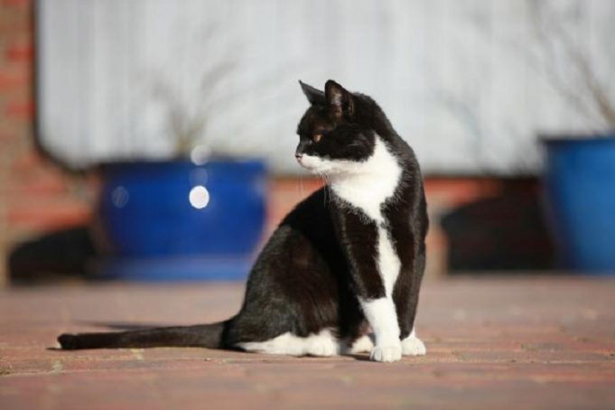 Kastrationspflicht für saarländische Streuner und Freigängerkatzen sitzen-schwarz-weiße-katze