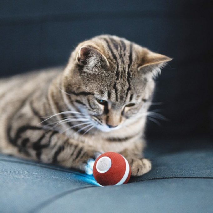Interaktives Katzenspielzeug zum Abnehmen – Neuheiten Test: neue Funktionen des erfolgreichen cheerble Mini Ball getigerte Katze-roter-Ball