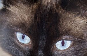 Balinese – einfach Wow! eine edle Schönheit Balinese im Rasseportrait