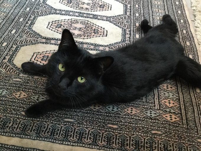 Kater nach einem Jahr in Frankreich gefunden Kater-Mogli-in-Frankreich-gefunden