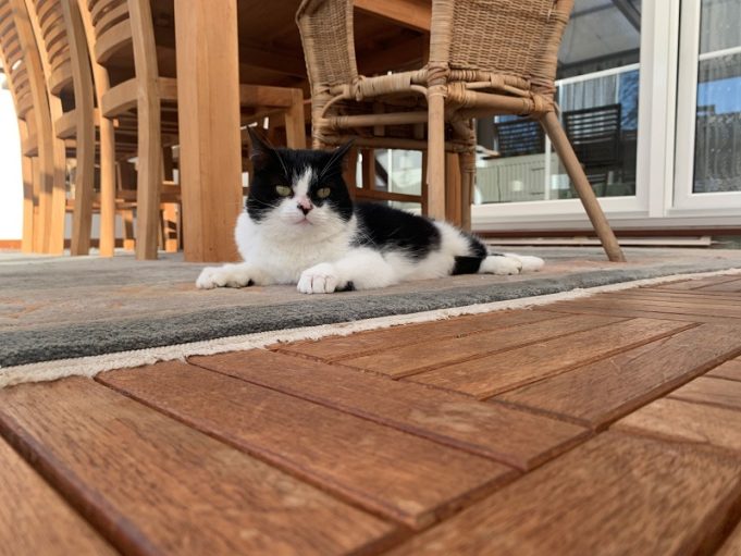 Wiedersehen nach acht Monaten – Katzendame Kitty wird 25 Kilometer von ihrem Zuhause entfernt gefunden Katze verloren und gefunden