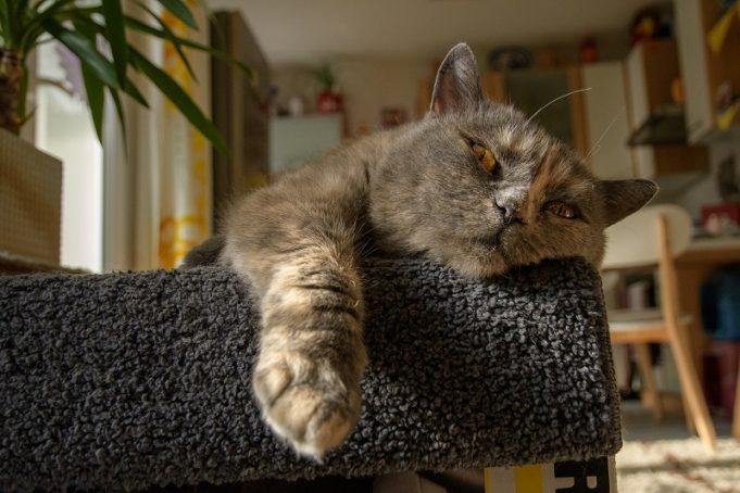 Hund und Katze mit Demenz Katze mit Demenz