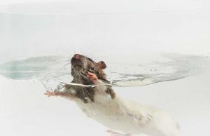 Internationaler Tag zur Abschaffung der Tierversuche PM_Ratte-schwimmt-im-Glas_(c)Aerzte-gegen-Tierversuche