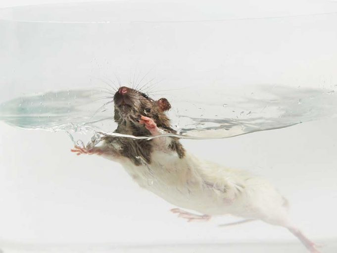 Internationaler Tag zur Abschaffung der Tierversuche PM_Ratte-schwimmt-im-Glas_(c)Aerzte-gegen-Tierversuche