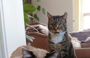 Hund und Katze im Alter Hund und Katze im Alter