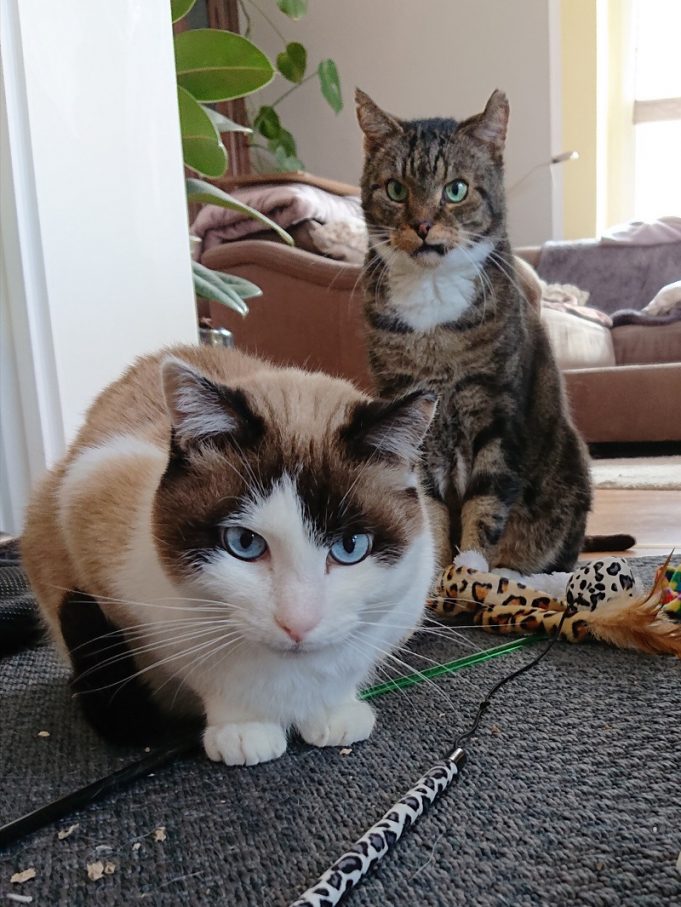 Hund und Katze im Alter Hund und Katze im Alter