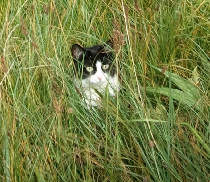 Streunerkatze oder Freigänger? Fremde Samtpfoten dürfen nicht einfach behalten werden streunerkatze