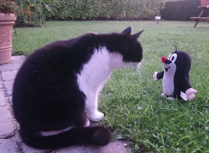 Abwechslungsreich und sicher – TASSO gibt Tipps für einen tierfreundlichen Garten Katze begegnung im Garten