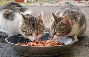 Selber kochen für die Katze – geht das? Katze Nahrung