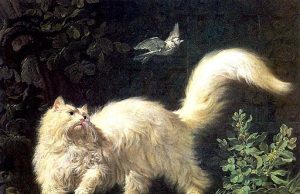 Angorakatze – Zauberhafte Edelkatze Angoralkatze