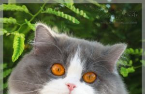 Britisch Langhaar (Highlander) british langhaar_