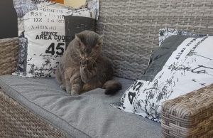 Muss man die Hauskatze entwurmen? Katze putz sich auf Sofa