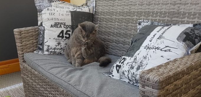 Muss man die Hauskatze entwurmen? Katze putz sich auf Sofa
