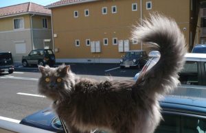 Chantilly – Tiffany – Langhaarige Schönheit mit eindringlichem Blick