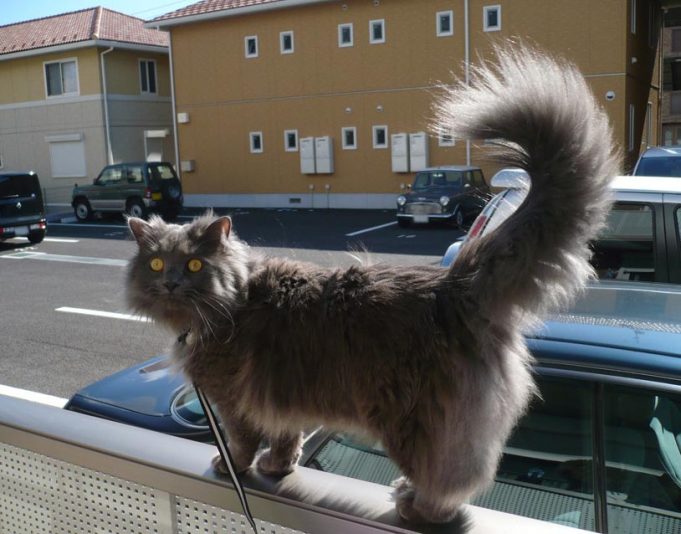 Chantilly – Tiffany – Langhaarige Schönheit mit eindringlichem Blick