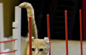 Sport mit und für die Katze