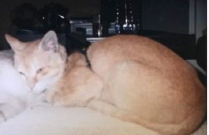 Ceylon-Katze – Der Zauber der exotischen Schönheit ceylon-katze