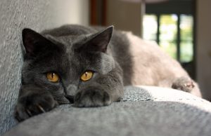 Chartreux die Kartäuser oder Malteser Katze chartreux- katze