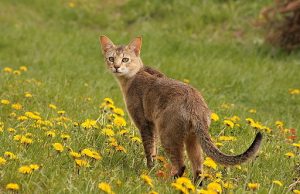 Chausie – die wunderschöne Hybridrassenkatze Chausie-katze