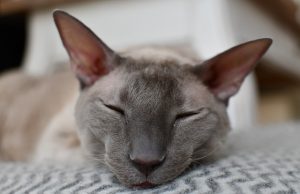 Cornish Rex – lockige Schönheit im Portrait