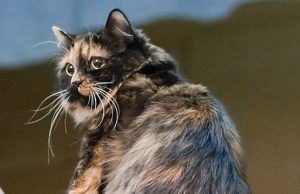 Cymric – stämmig und springstark Cymric-katze