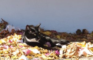 Wenn Katzen alt werden – den Senior richtig pflegen alte katze