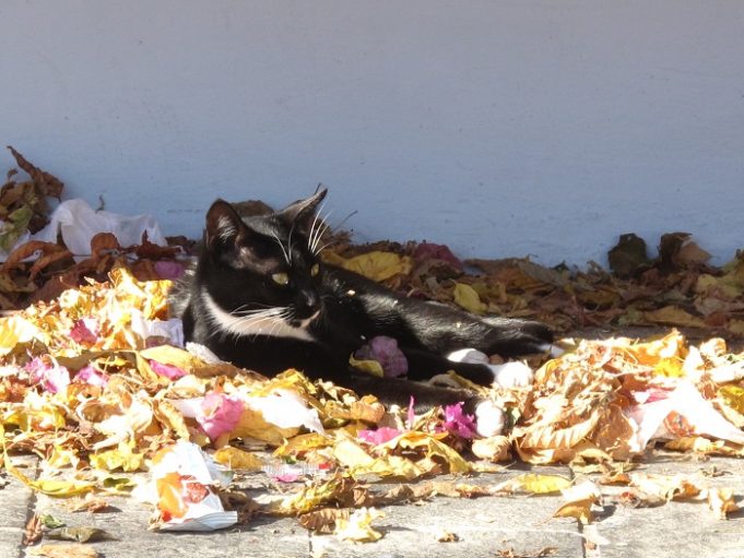 Wenn Katzen alt werden – den Senior richtig pflegen alte katze