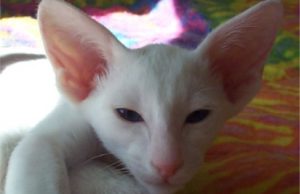 Foreign White – Die weiße sanfte Britin