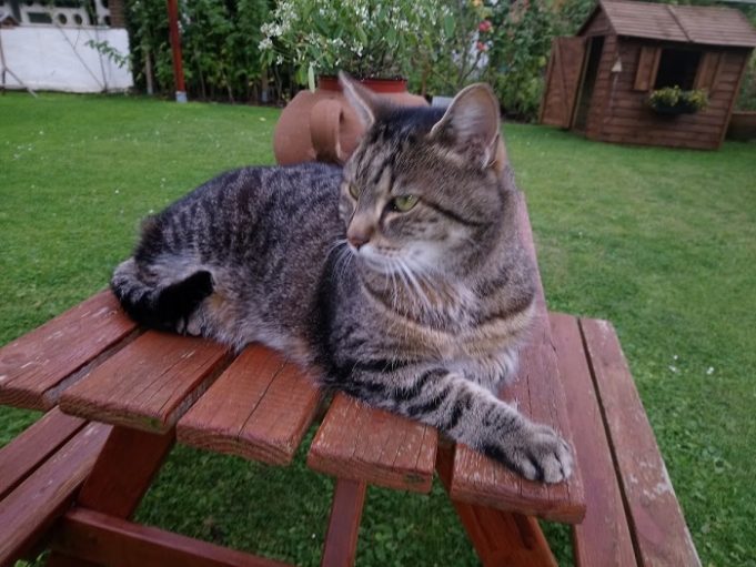 Hitzebelastung bei Hund, Katze und Kleintier katze sonne