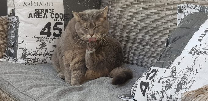 Wenn der tierische Liebling zu Hause bleiben muss – TASSO e.V. gibt Tipps für die Urlaubsbetreuung urlaub katze