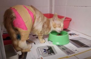 Die herzzerreissende Geschichte zweier geretteter Katzen Chirrut und Hiccup Katzengeschichten