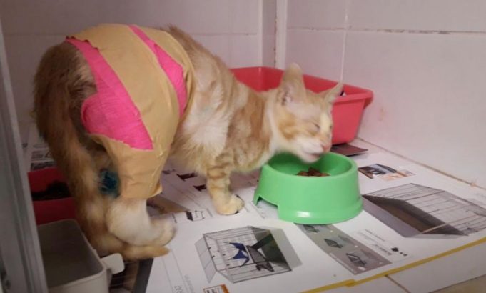 Die herzzerreissende Geschichte zweier geretteter Katzen Chirrut und Hiccup Katzengeschichten