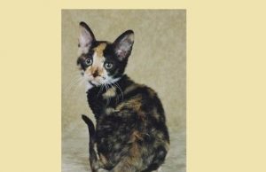 German Rex – Du süße Samtpfote German_rex_