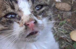 Ein dreckiges Kätzchen bekommt ein neues Zuhause Katzengeschichten traurig