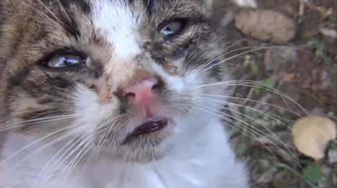 Ein dreckiges Kätzchen bekommt ein neues Zuhause Katzengeschichten traurig