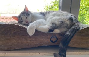 Wiedersehen nach 755 Tagen Kater Loki beschert seiner Halterin den schönsten Geburtstag